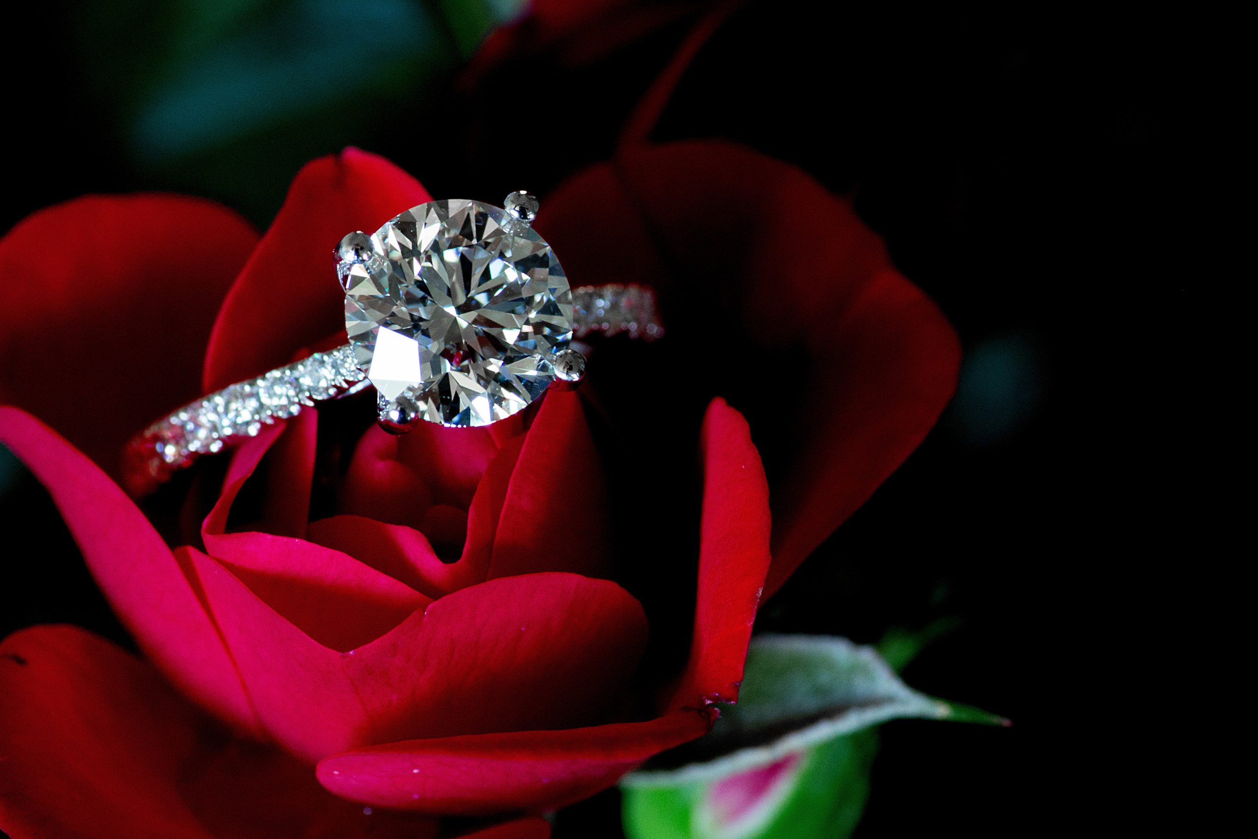 Platinum,Diamond,Ring,On,Red,Rose