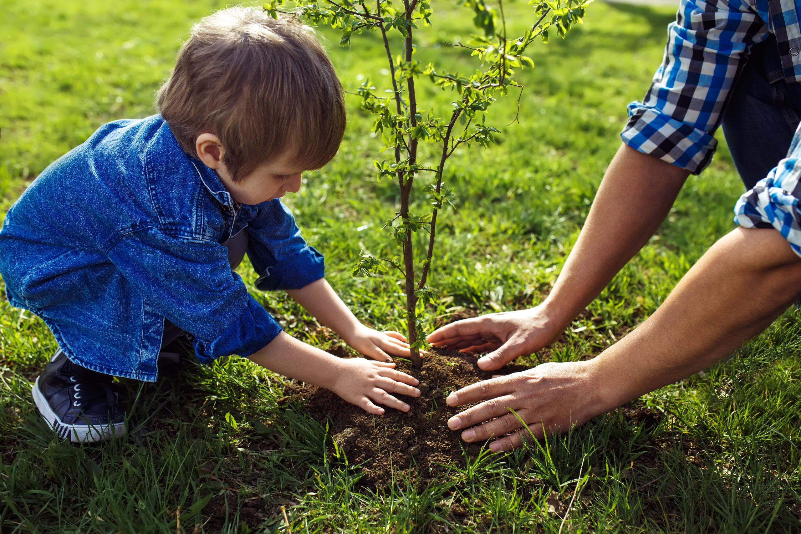 Little,Boy,Helping,His,Father,To,Plant,The,Tree,While